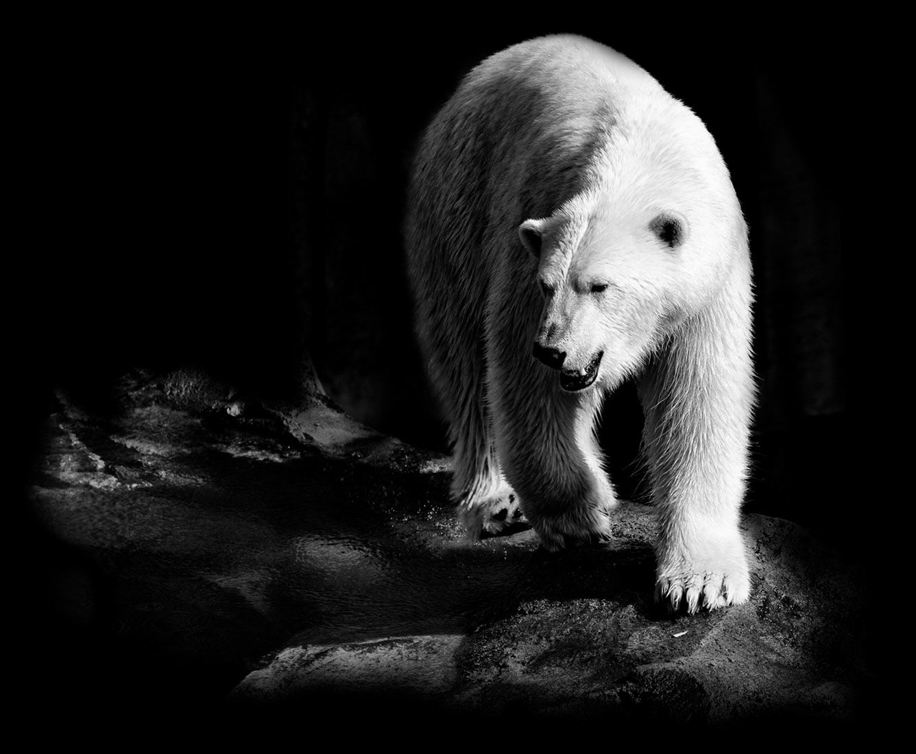 A polar bear walks across a rocky surface, its gaze focused and determined.