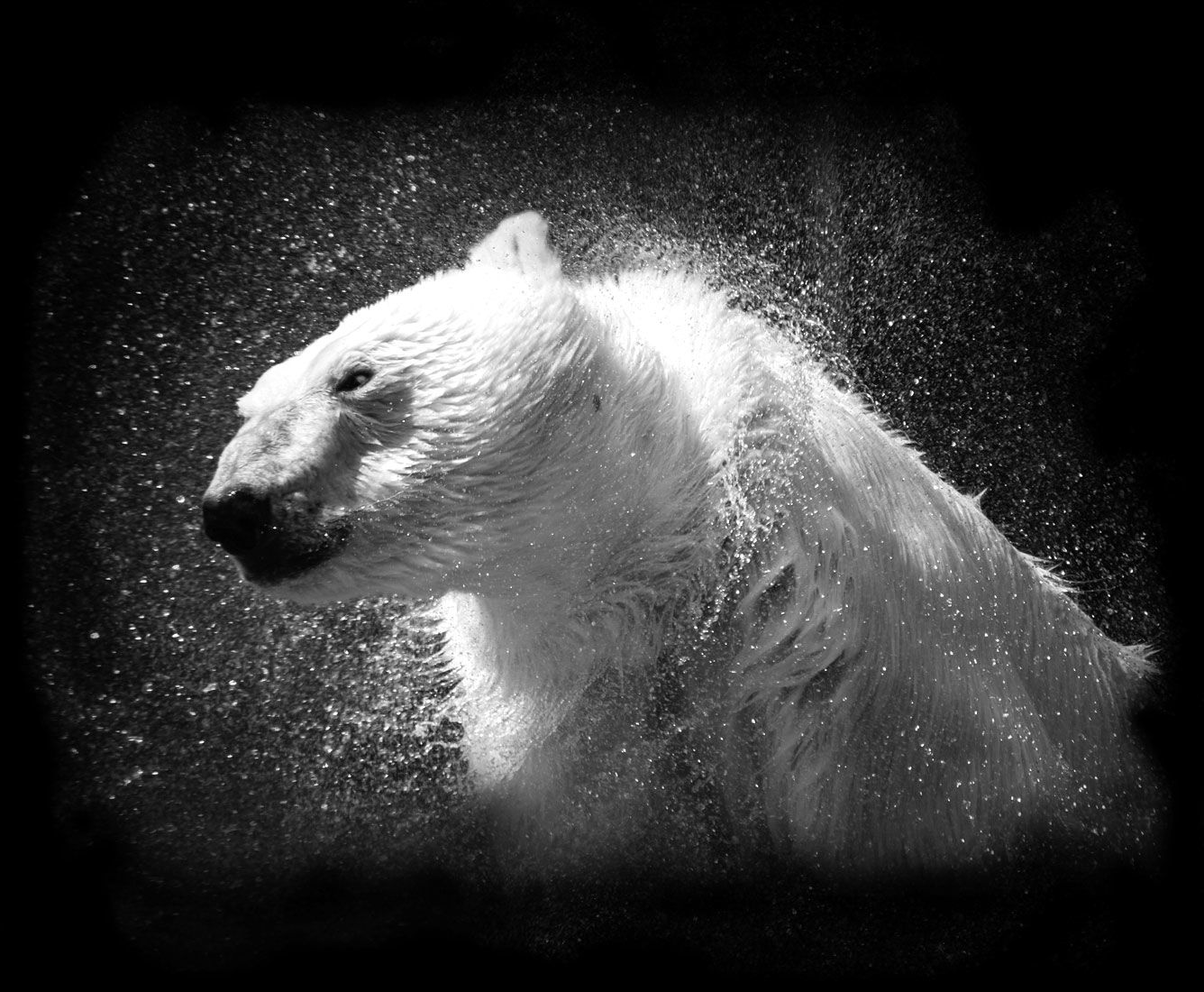 Un orso polare scuote il suo pelo bagnato mentre goccioline d'acqua schizzano in tutte le direzioni.