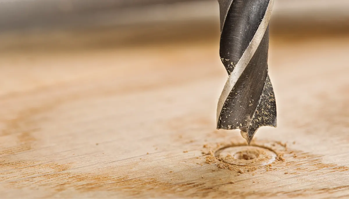 Holzbohrer beim Anbohren von Holz