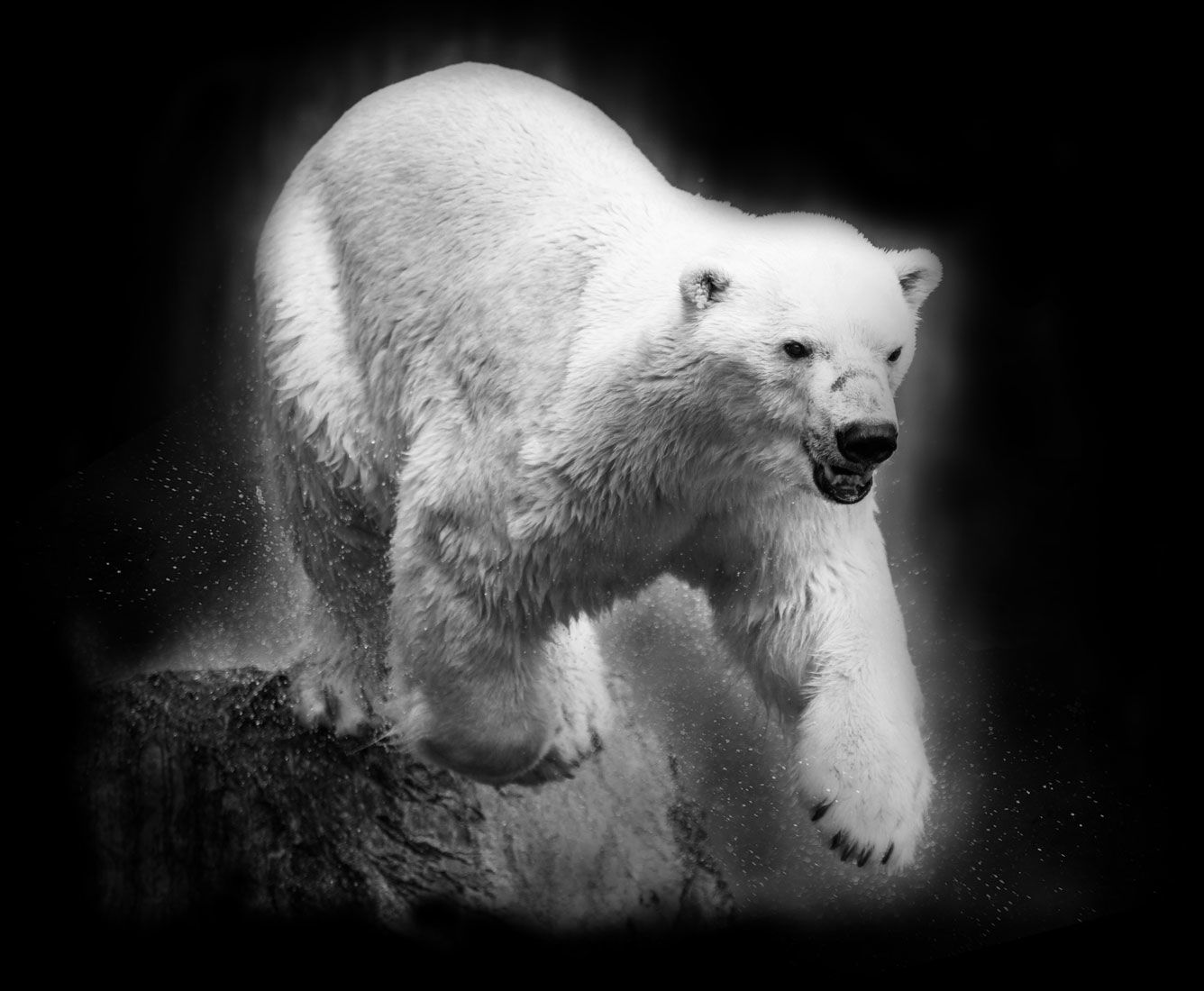 Foto in bianco e nero di un orso polare che salta da una roccia